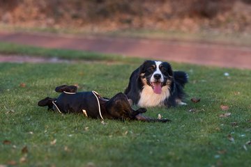 Bild 14 - Hundeshooting